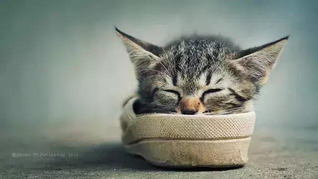 家有一貓 家有一寶 有貓生活更快樂