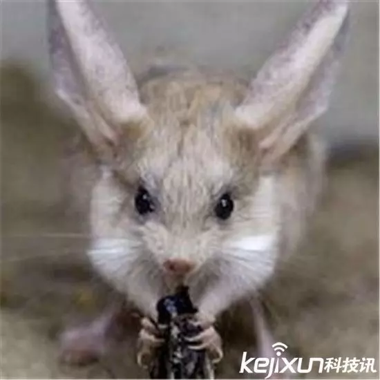 一生最多看一次!世界上有很多的動物是我們都聞所未聞的