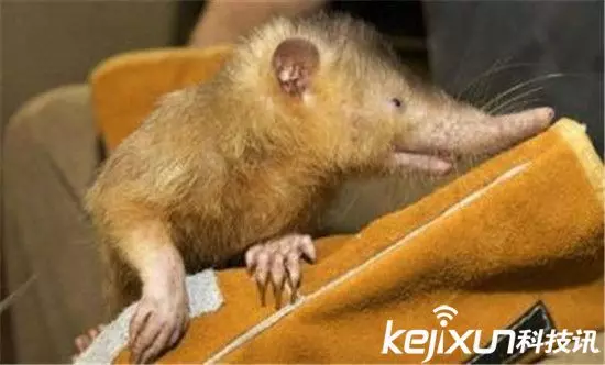一生最多看一次!世界上有很多的動物是我們都聞所未聞的