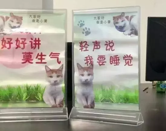 這貓在工商所做調解員,居然還在「編制
