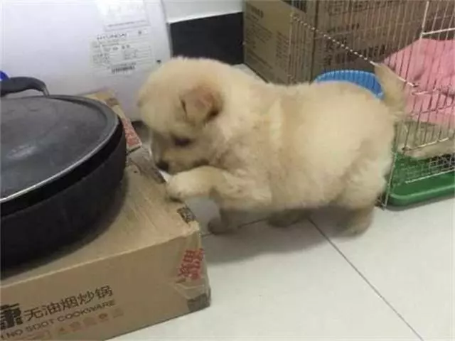 流浪狗經常帶著小奶狗到餐館討吃的,但是有一天卻只來了狗寶寶
