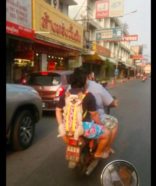 主銀想奇招「帶狗狗去兜風」!第一次坐車車「牠笑到眼睛不見」:耶以出去玩囉~