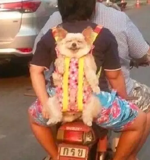 主銀想奇招「帶狗狗去兜風」!第一次坐車車「牠笑到眼睛不見」:耶以出去玩囉~