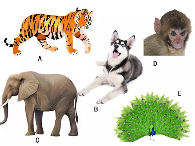 帶5種動物去森林,最後你會「捨棄誰」?1秒看出你「最在乎」什麼!