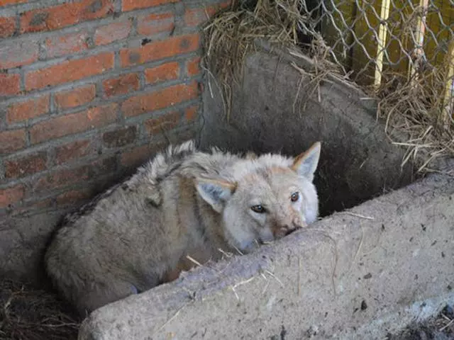 主人讓藏獒和它的天敵生了窩小獒,生出來後卻不敢養了