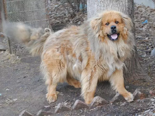 主人讓藏獒和它的天敵生了窩小獒,生出來後卻不敢養了
