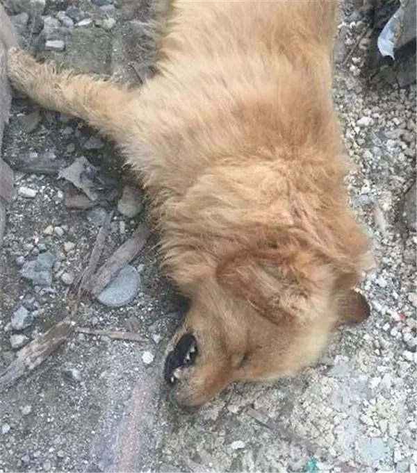 狗狗早上死去,打開它的嘴巴後,主人失聲痛哭