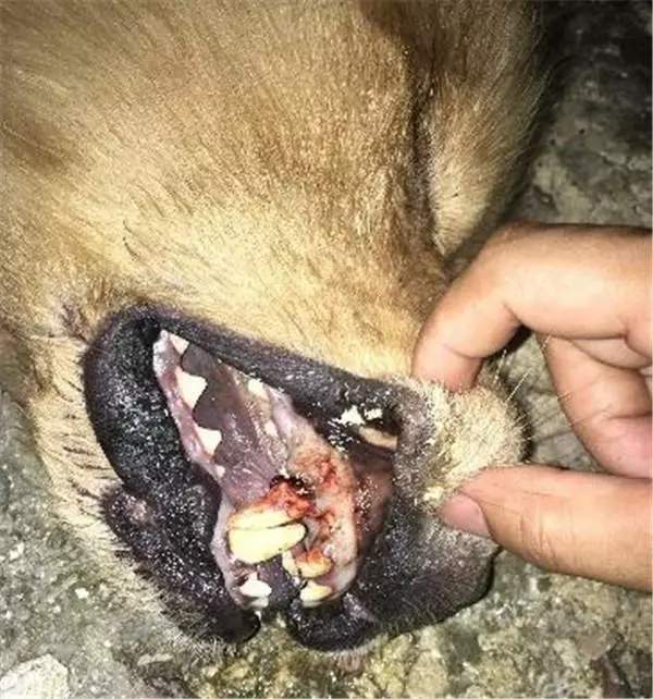 狗狗早上死去,打開它的嘴巴後,主人失聲痛哭