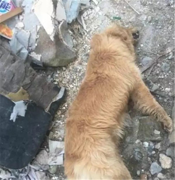 狗狗早上死去,打開它的嘴巴後,主人失聲痛哭