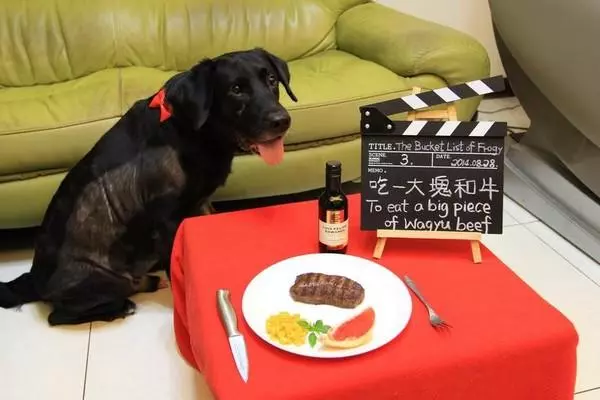 狗狗被宣判死刑,主人為它實現,最後27個特別願望!它哭花了臉