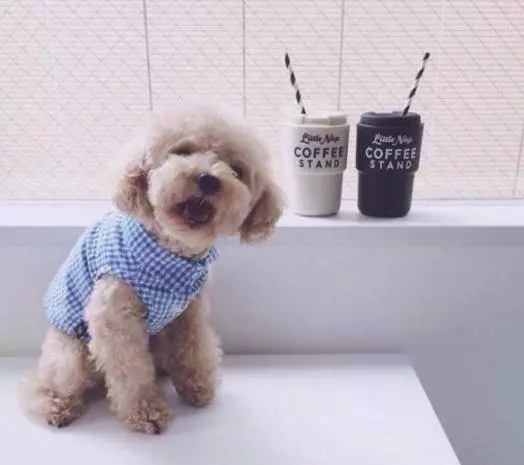 泰迪犬獨自在家14天,本以為死了卻堅強的活了下來!