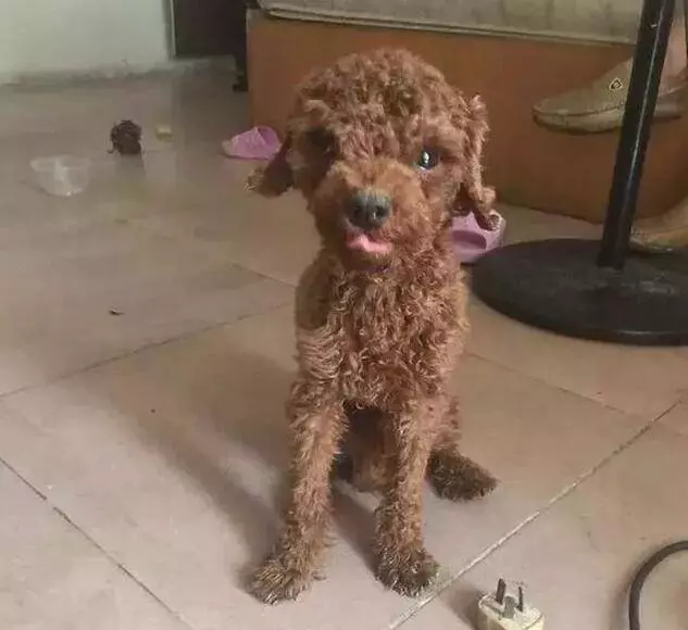 泰迪犬獨自在家14天,本以為死了卻堅強的活了下來!