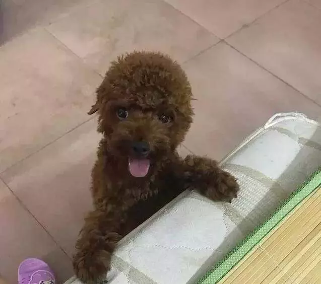 泰迪犬獨自在家14天,本以為死了卻堅強的活了下來!