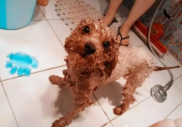 泰迪犬獨自在家14天,本以為死了卻堅強的活了下來!