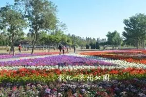 轎車撞樹飛溝 司機頭傷斃命