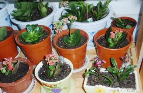 5種花」適合「現在」養,埋到土裡就能「活」,簡單又漂亮!
