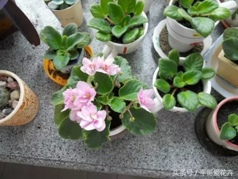 5種花」適合「現在」養,埋到土裡就能「活」,簡單又漂亮!