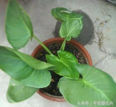 5種花」適合「現在」養,埋到土裡就能「活」,簡單又漂亮!