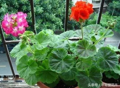 5種花」適合「現在」養,埋到土裡就能「活」,簡單又漂亮!