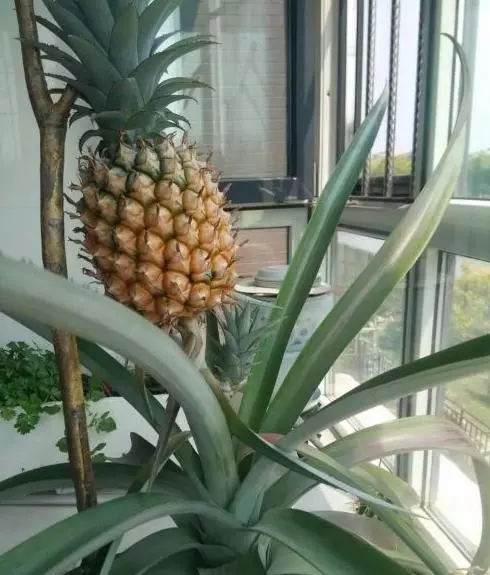 菠蘿頭也能種菠蘿,做好準備工作,在家養起菠蘿吧!