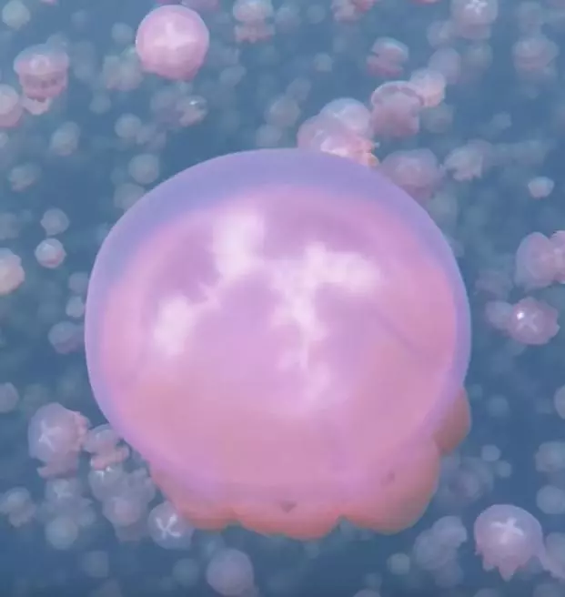 跳進魔幻水母湖彷彿置身在外星世界 成千上萬隻小水母陪游泳一生難忘