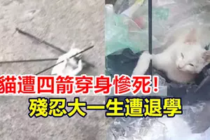 女子搭順風摩哆拋路中與羅釐碰撞1死1傷
