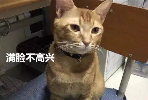 貓咪早上偷溜出去玩,卻委屈的回來,主人一看差點笑抽筋