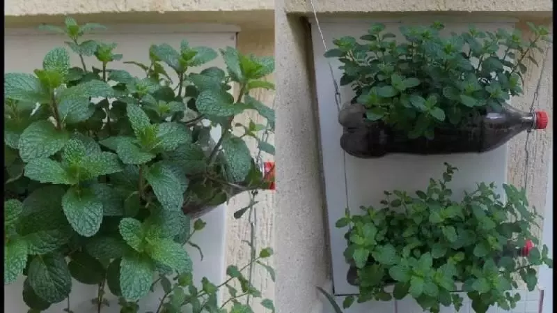 薄荷對人體的10大好處,廚房陽台都種一盆