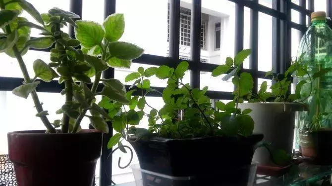 薄荷對人體的10大好處,廚房陽台都種一盆