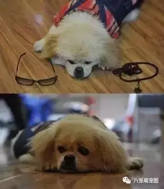 狗狗就是我們的超級英雄,看到最後真的哭了…