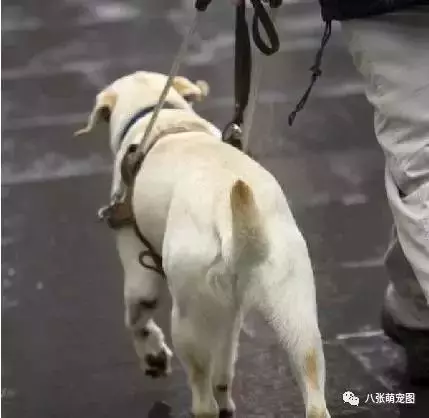 狗狗就是我們的超級英雄,看到最後真的哭了…