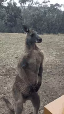 Australia秘境景點全攻略!去看發光的藍眼淚+幽靈蘑菇❤拒絕一般遊客の行程~