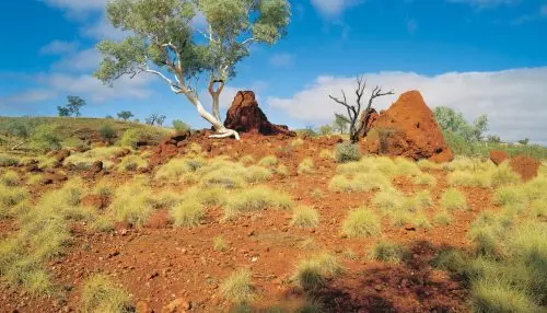 Australia秘境景點全攻略!去看發光的藍眼淚+幽靈蘑菇❤拒絕一般遊客の行程~