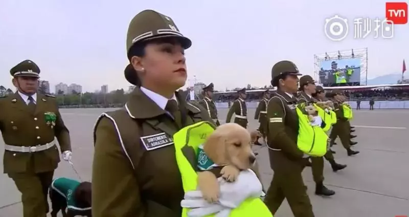 這裡是哪?警犬寶寶第一次參加閱兵大典 「探頭探腦」超呆萌網贊:國家的安全交給你們了!