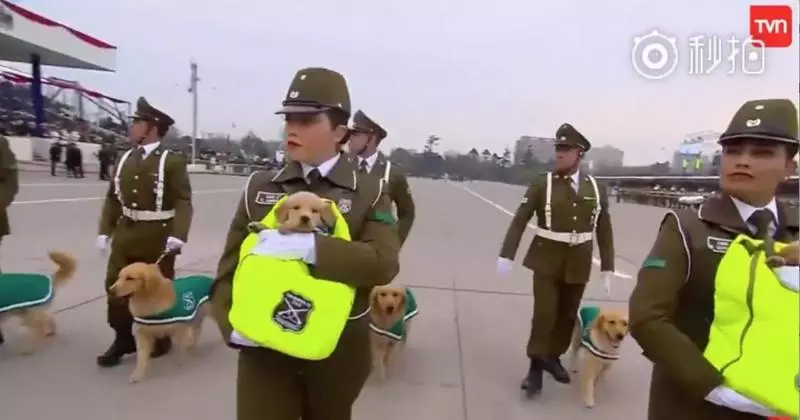 這裡是哪?警犬寶寶第一次參加閱兵大典 「探頭探腦」超呆萌網贊:國家的安全交給你們了!