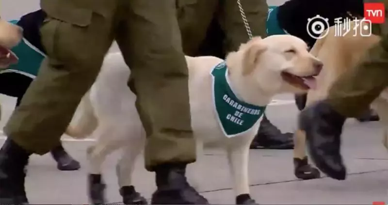 這裡是哪?警犬寶寶第一次參加閱兵大典 「探頭探腦」超呆萌網贊:國家的安全交給你們了!