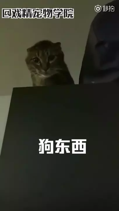 「毛孩說人話」特輯!戲精二哈告狀打爸爸 主子飆罵奴才:狗東西~
