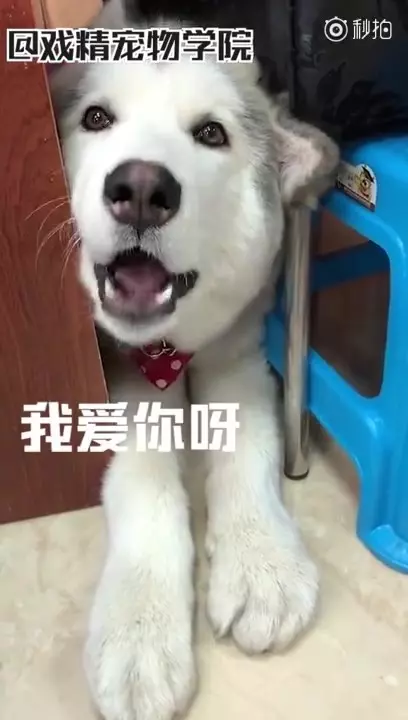 「毛孩說人話」特輯!戲精二哈告狀打爸爸 主子飆罵奴才:狗東西~