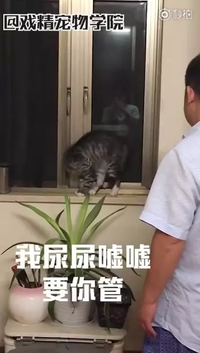 「毛孩說人話」特輯!戲精二哈告狀打爸爸 主子飆罵奴才:狗東西~