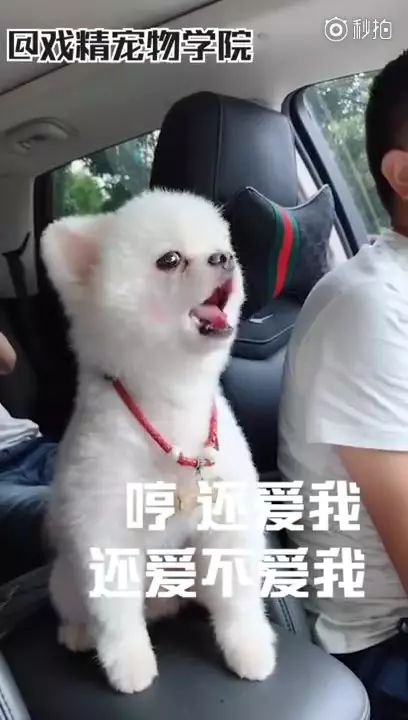 「毛孩說人話」特輯!戲精二哈告狀打爸爸 主子飆罵奴才:狗東西~