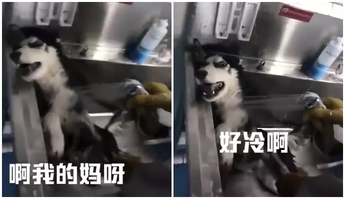 「毛孩說人話」特輯!戲精二哈告狀打爸爸 主子飆罵奴才:狗東西~