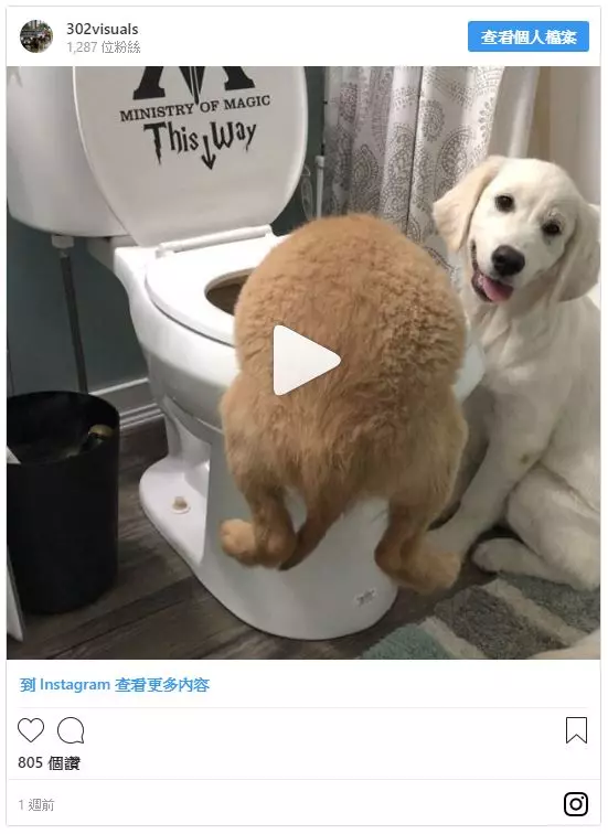 好多水水喔!小阿金搞怪「趴馬桶解渴」 同伴燦笑出賣:叔叔你看它啦~
