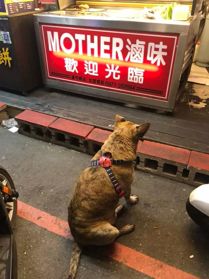 「你吃3碗了!」網友買滷味驚見「老闆娘怒罵狗狗」,爆氣趕狗回頭再「端出一盤食物」她:案情不單純
