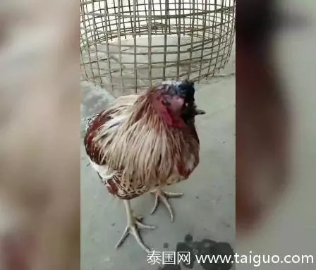 沒頭也能活!「無頭雞」臉被切掉只剩黑色組織斷面,但他「每天爽吃三餐」整天活力趴趴走!