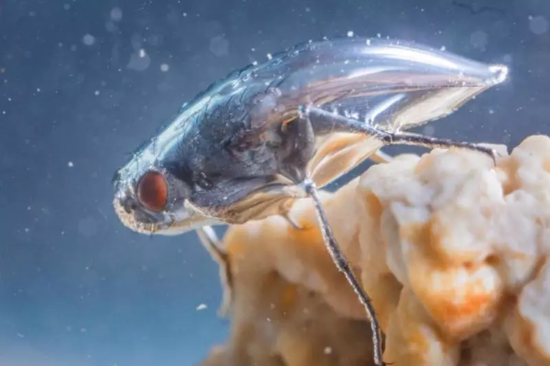 尋找奇異生物:有獨特的潛水功能,形成防水罩,比人類潛水服還牛