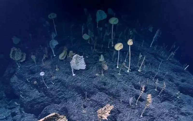未解之謎:海底8千米已是生物極限,恐怖的1萬米處究竟有什麼?
