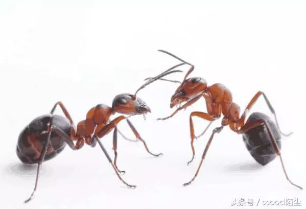 我們眼中的世界是真實的嗎?科學家:人類眼中的世界並非真實世界
