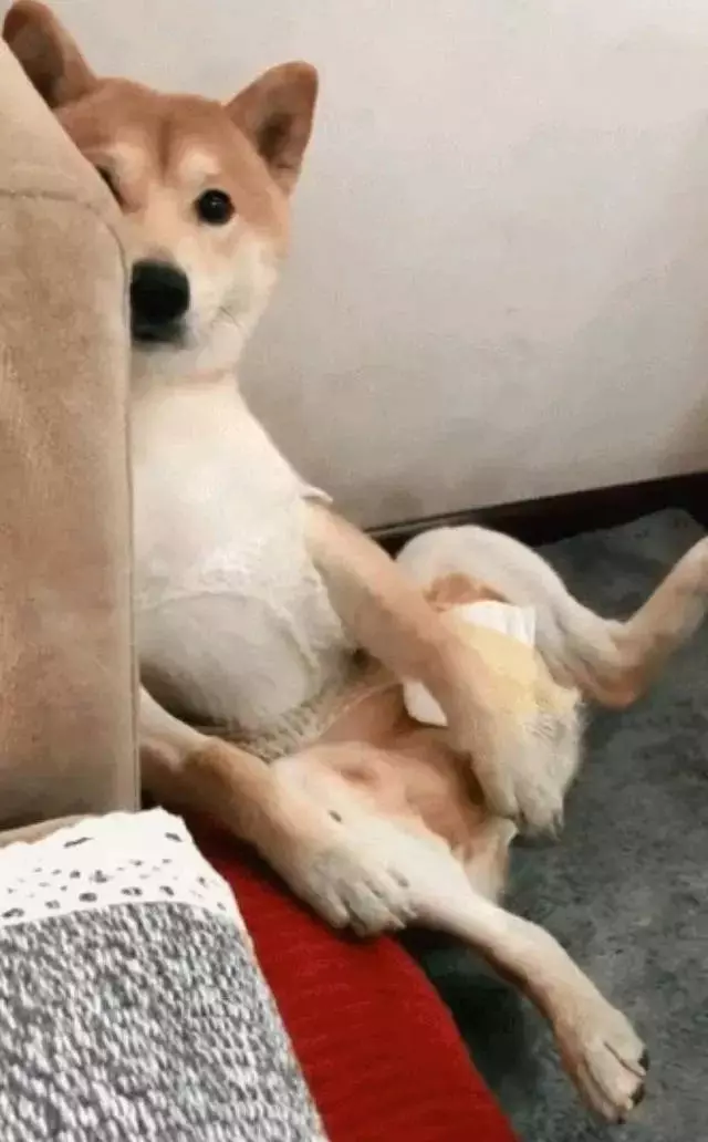 做完絕育的柴犬好悲傷,每天讓主人看它襠部:快還我!