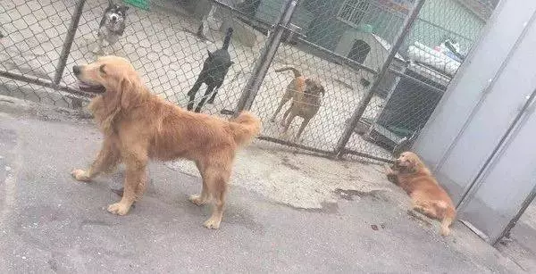 患病老金毛被遺棄,臨走時它還在沖主人搖尾巴……