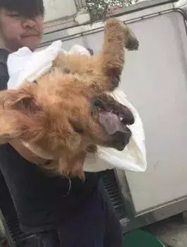 患病老金毛被遺棄,臨走時它還在沖主人搖尾巴……